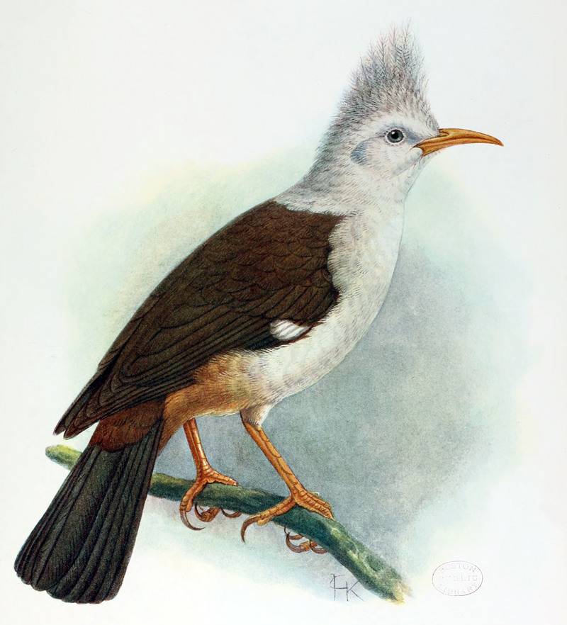 Bourbon crested starling (Fregilupus varius); DISPLAY FULL IMAGE.