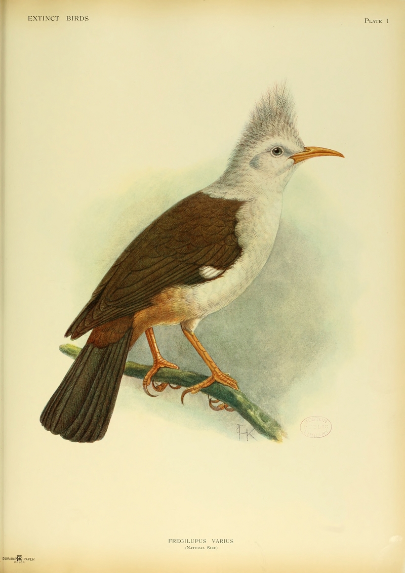 Bourbon crested starling (Fregilupus varius); DISPLAY FULL IMAGE.