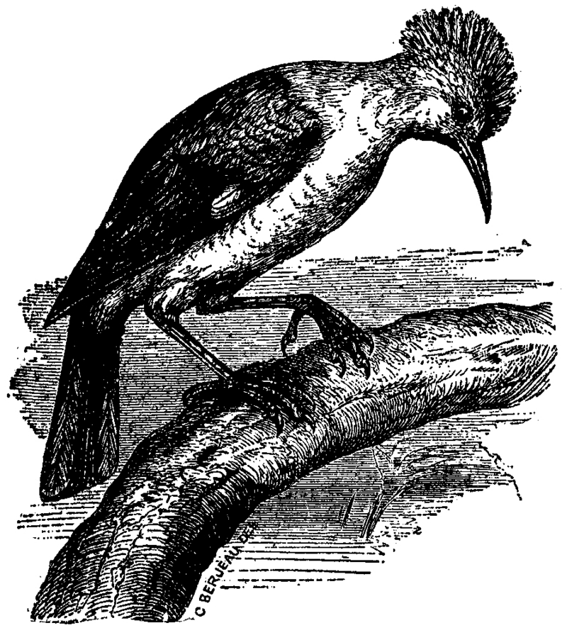 Bourbon crested starling (Fregilupus varius); DISPLAY FULL IMAGE.
