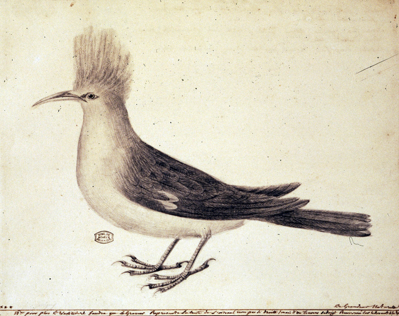 Bourbon crested starling (Fregilupus varius); DISPLAY FULL IMAGE.