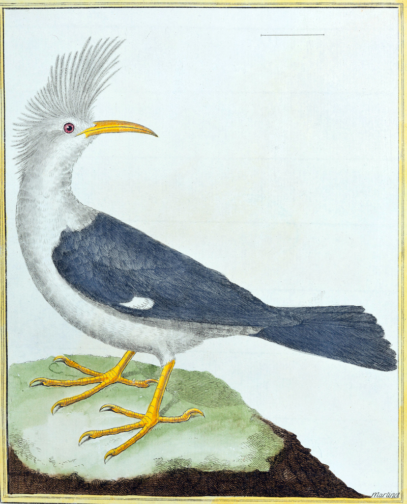 Bourbon crested starling (Fregilupus varius); DISPLAY FULL IMAGE.