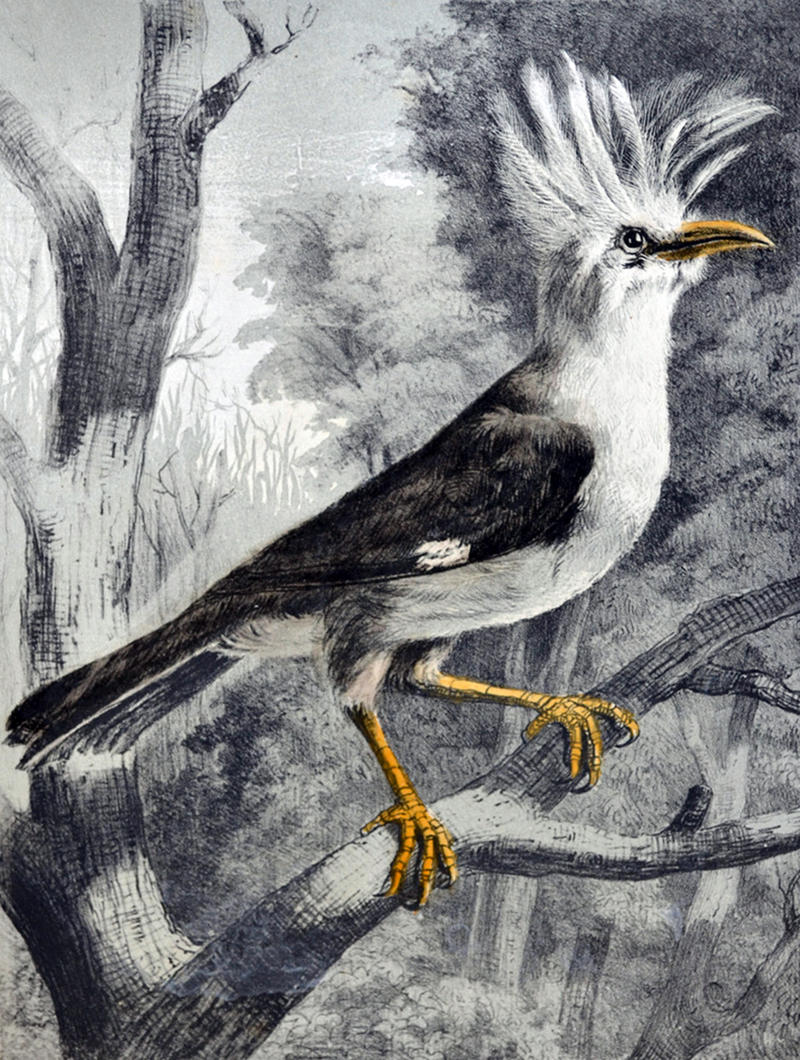 Bourbon crested starling (Fregilupus varius); DISPLAY FULL IMAGE.