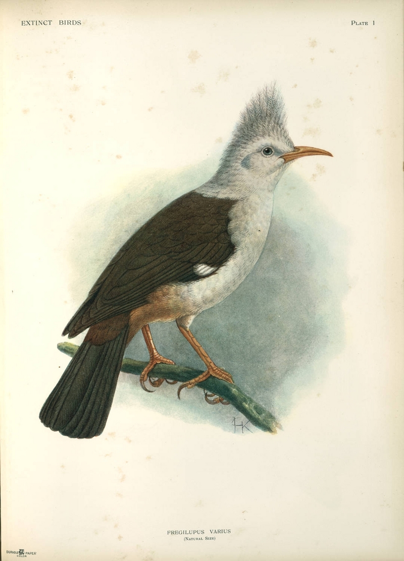 Bourbon crested starling (Fregilupus varius); DISPLAY FULL IMAGE.