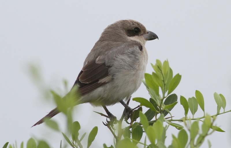 lesser grey shrike (Lanius minor); DISPLAY FULL IMAGE.