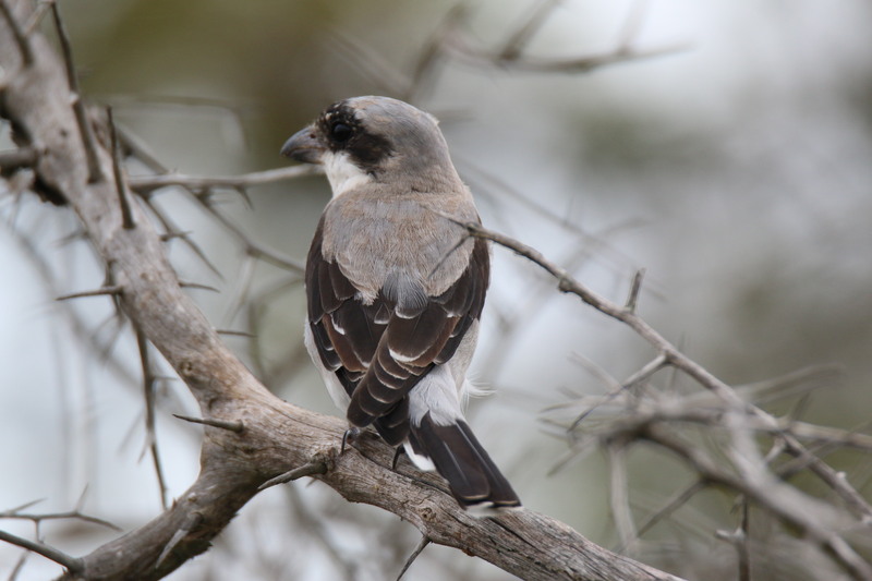 lesser grey shrike (Lanius minor); DISPLAY FULL IMAGE.