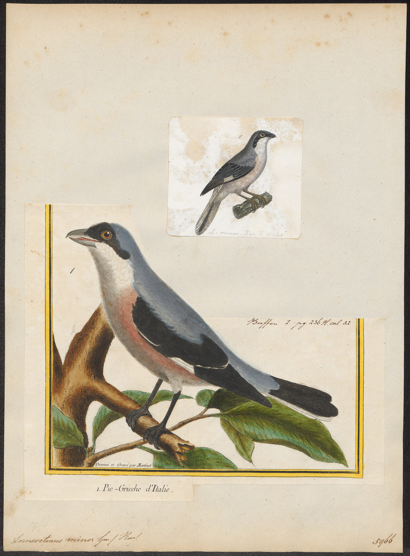 lesser grey shrike (Lanius minor); DISPLAY FULL IMAGE.
