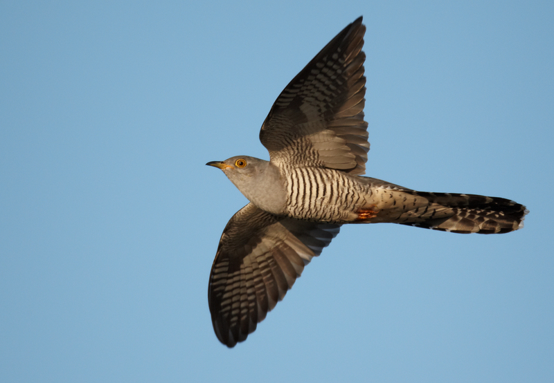 common cuckoo (Cuculus canorus); DISPLAY FULL IMAGE.