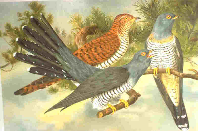 common cuckoo (Cuculus canorus); DISPLAY FULL IMAGE.