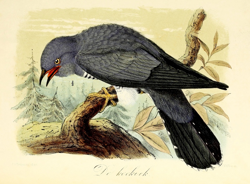 common cuckoo (Cuculus canorus); DISPLAY FULL IMAGE.