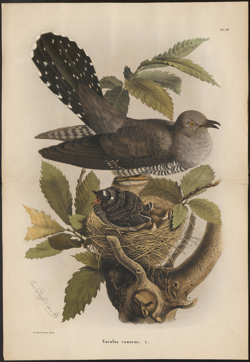 common cuckoo (Cuculus canorus); DISPLAY FULL IMAGE.