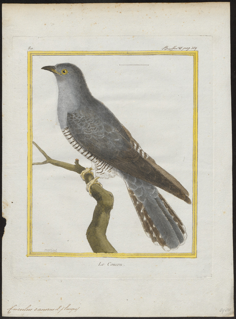 common cuckoo (Cuculus canorus); DISPLAY FULL IMAGE.