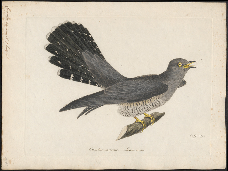 common cuckoo (Cuculus canorus); DISPLAY FULL IMAGE.