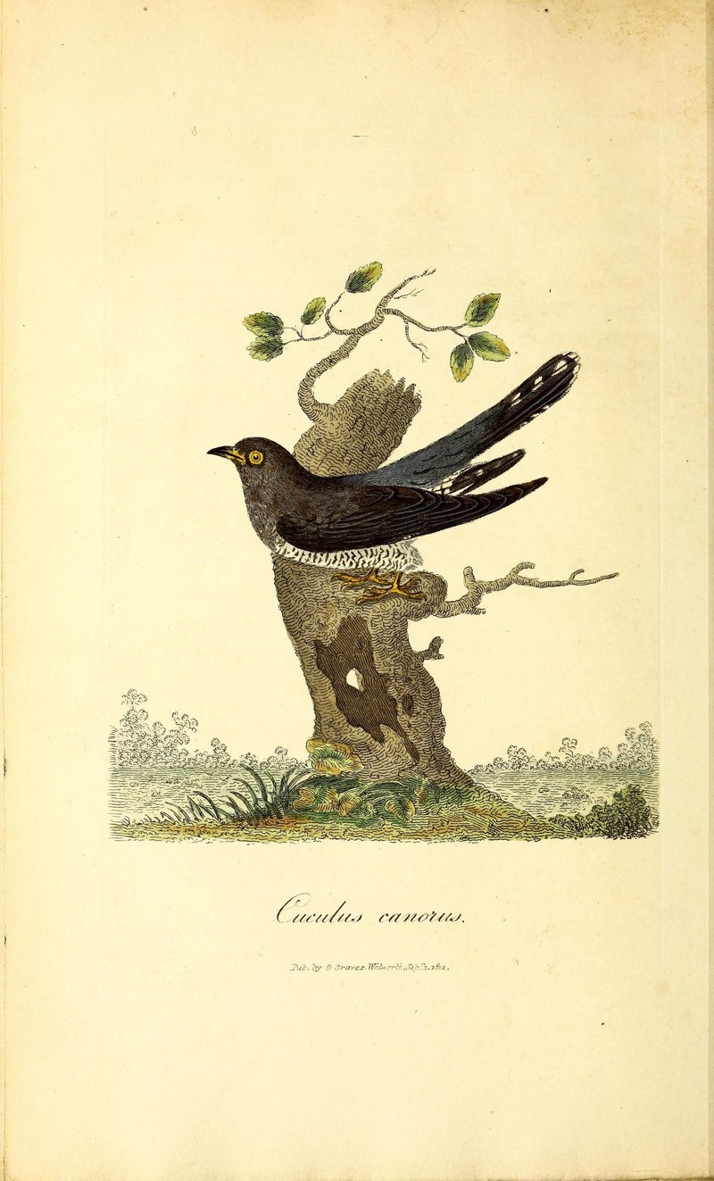 common cuckoo (Cuculus canorus); DISPLAY FULL IMAGE.