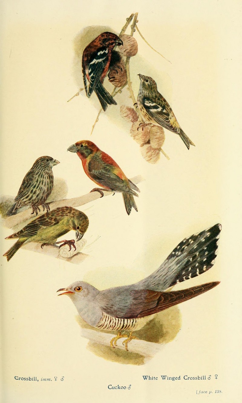 red crossbill (Loxia curvirostra), two-barred crossbill (Loxia leucoptera), common cuckoo (Cuculus canorus); DISPLAY FULL IMAGE.