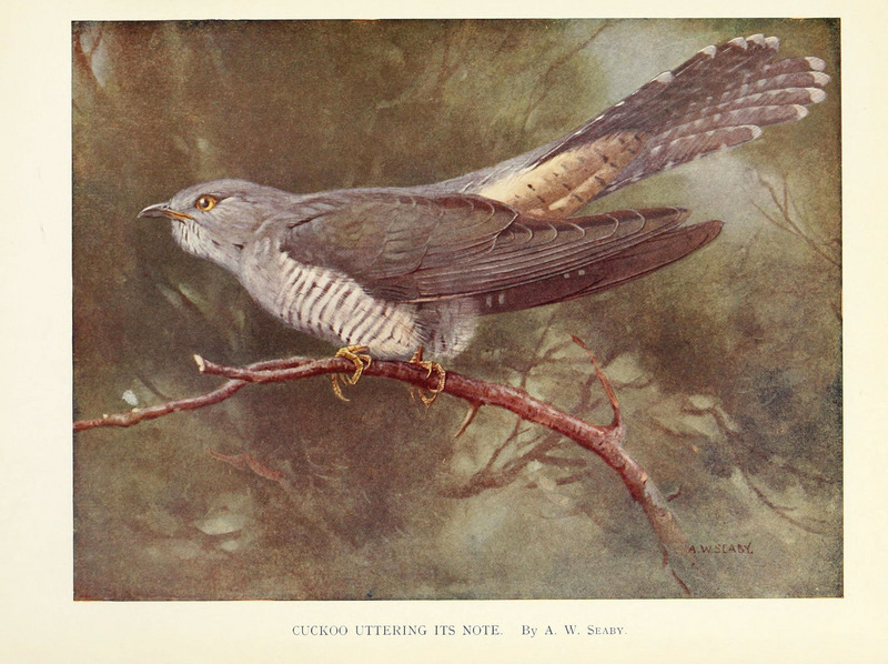 common cuckoo (Cuculus canorus); DISPLAY FULL IMAGE.