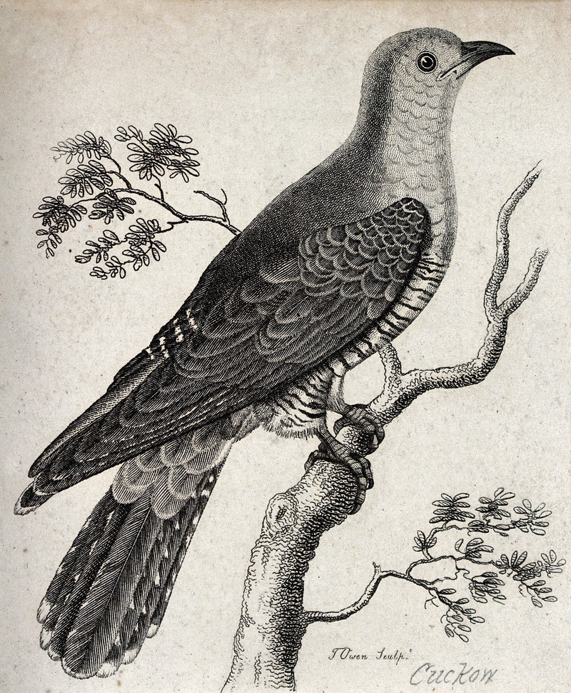 common cuckoo (Cuculus canorus); DISPLAY FULL IMAGE.