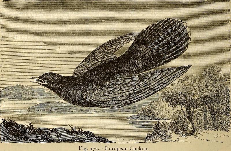 common cuckoo (Cuculus canorus); DISPLAY FULL IMAGE.