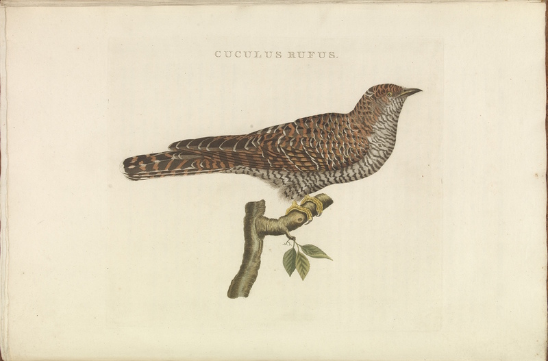 common cuckoo (Cuculus canorus); DISPLAY FULL IMAGE.