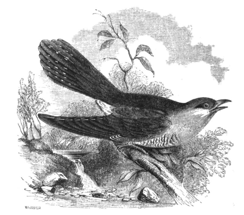 common cuckoo (Cuculus canorus); DISPLAY FULL IMAGE.