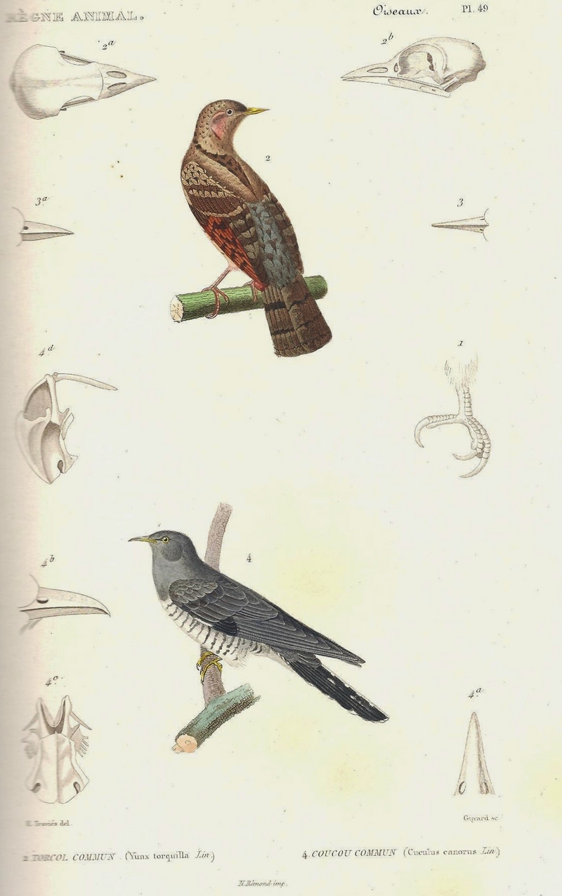 Eurasian wryneck (Jynx torquilla), common cuckoo (Cuculus canorus); DISPLAY FULL IMAGE.