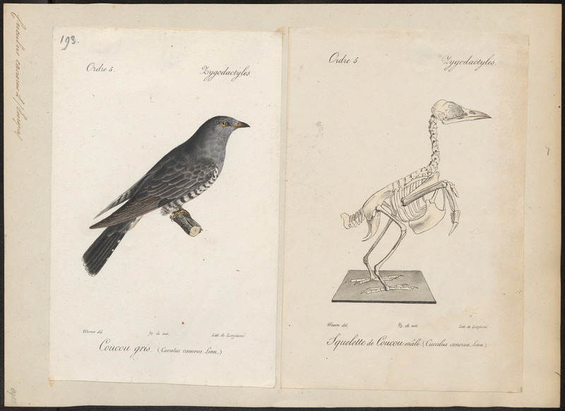 common cuckoo (Cuculus canorus); DISPLAY FULL IMAGE.