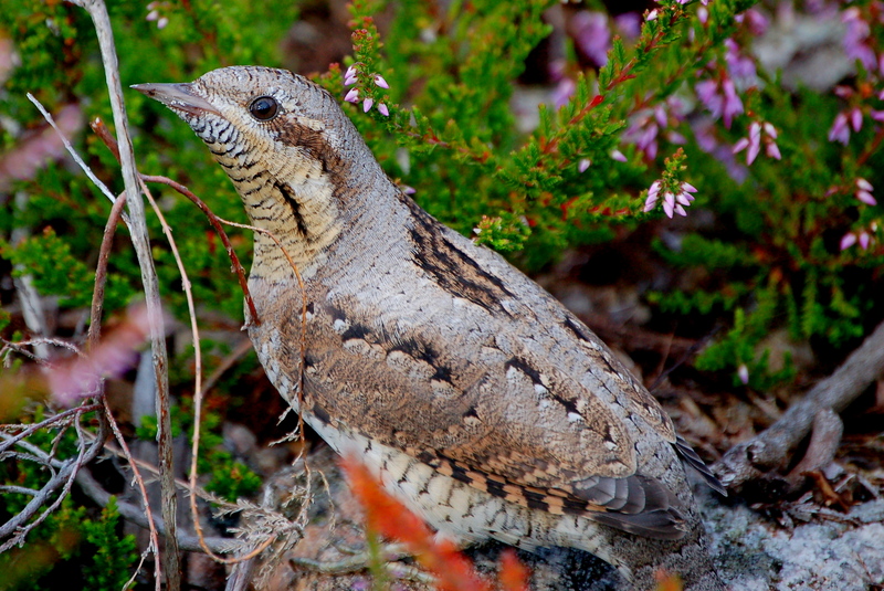 Eurasian wryneck (Jynx torquilla); DISPLAY FULL IMAGE.