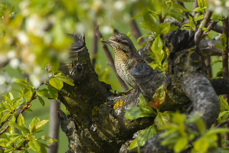 Eurasian wryneck (Jynx torquilla); DISPLAY FULL IMAGE.