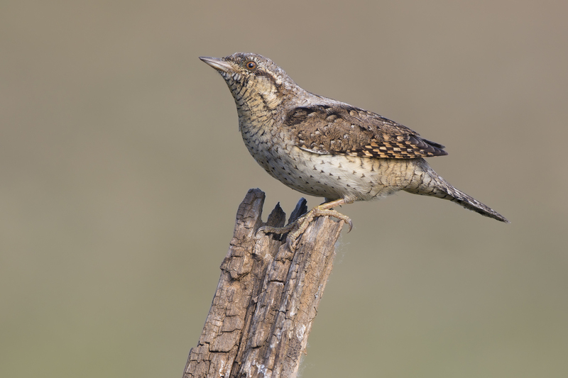 Eurasian wryneck (Jynx torquilla); DISPLAY FULL IMAGE.