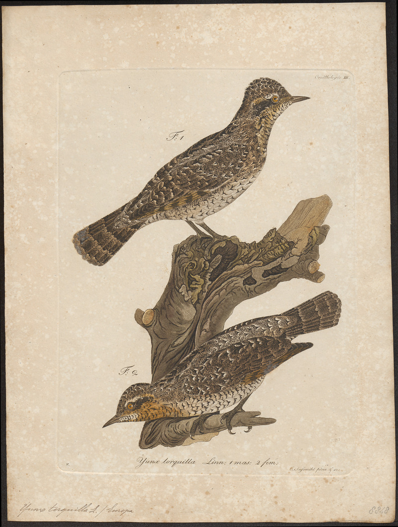 Eurasian wryneck (Jynx torquilla); DISPLAY FULL IMAGE.