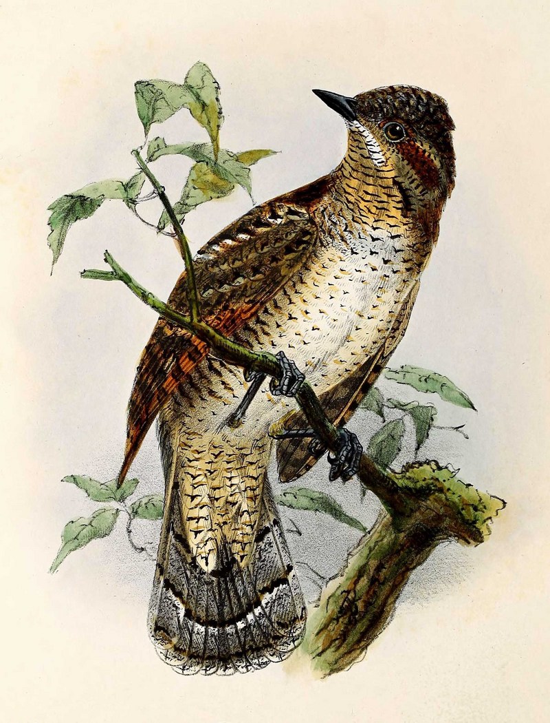 Eurasian wryneck (Jynx torquilla); DISPLAY FULL IMAGE.