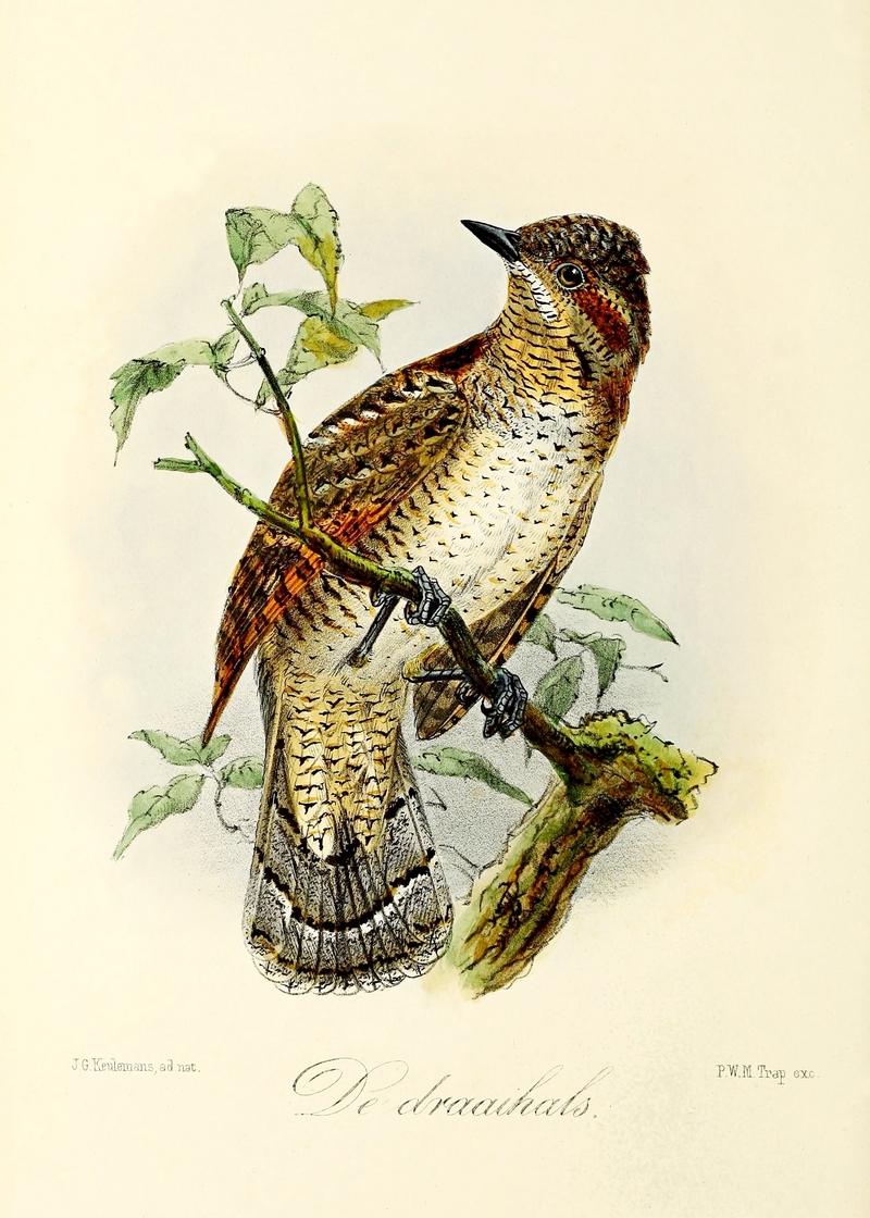 Eurasian wryneck (Jynx torquilla); DISPLAY FULL IMAGE.