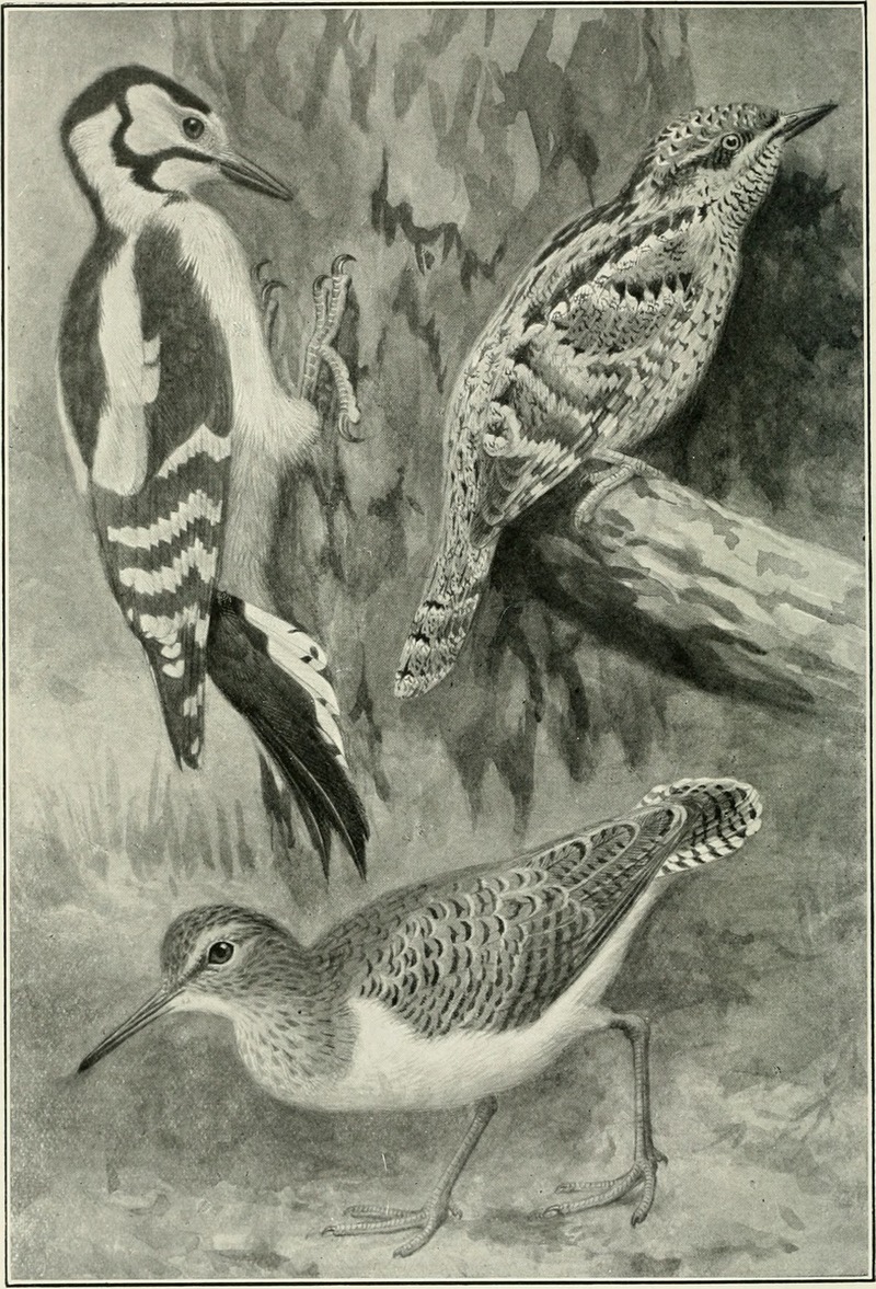 great spotted woodpecker (Dendrocopos major), Eurasian wryneck (Jynx torquilla), common sandpiper (Actitis hypoleucos); DISPLAY FULL IMAGE.