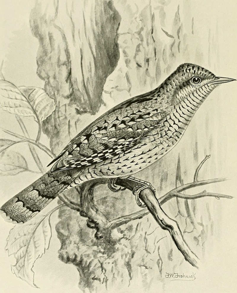 Eurasian wryneck (Jynx torquilla); DISPLAY FULL IMAGE.