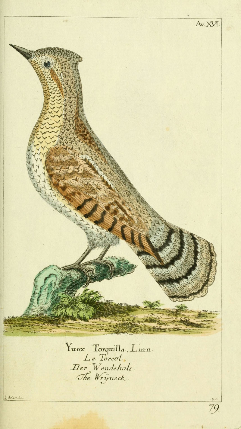 Eurasian wryneck (Jynx torquilla); DISPLAY FULL IMAGE.