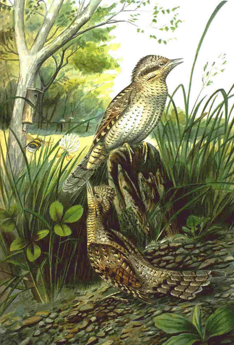 Eurasian wryneck (Jynx torquilla); DISPLAY FULL IMAGE.