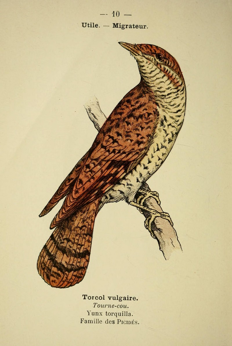 Eurasian wryneck (Jynx torquilla); DISPLAY FULL IMAGE.