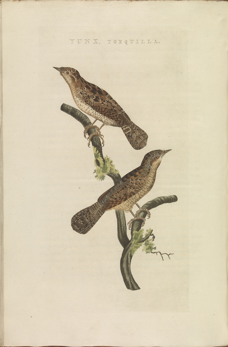 Eurasian wryneck (Jynx torquilla); DISPLAY FULL IMAGE.