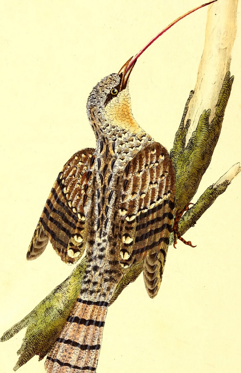 Eurasian wryneck (Jynx torquilla); DISPLAY FULL IMAGE.