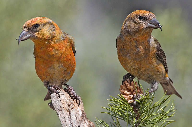 red crossbill, common crossbill (Loxia curvirostra); DISPLAY FULL IMAGE.