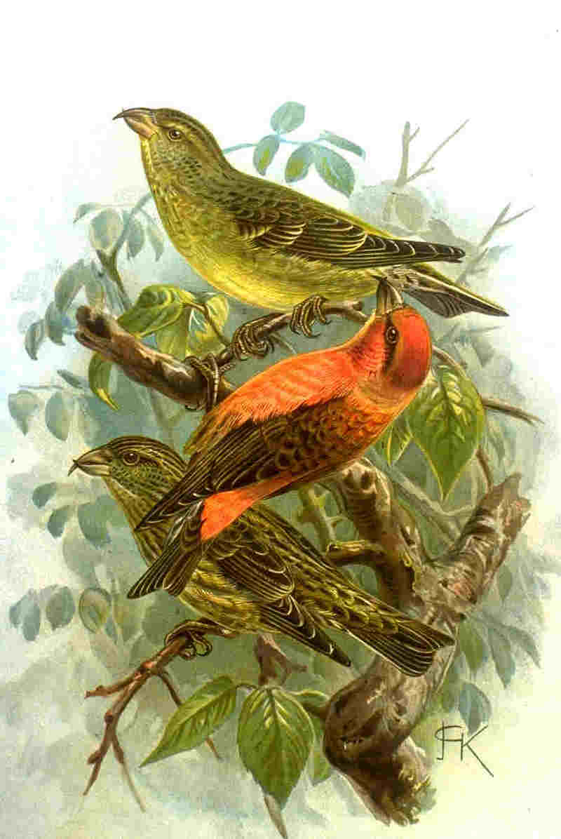 red crossbill, common crossbill (Loxia curvirostra); DISPLAY FULL IMAGE.
