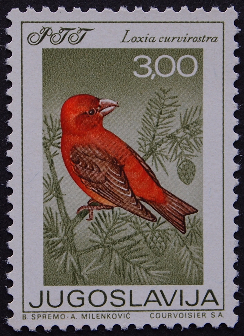 red crossbill, common crossbill (Loxia curvirostra); DISPLAY FULL IMAGE.