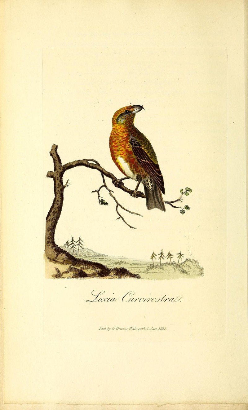 red crossbill, common crossbill (Loxia curvirostra); DISPLAY FULL IMAGE.