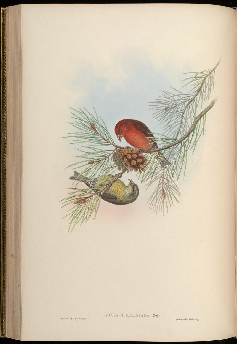 red crossbill, common crossbill (Loxia curvirostra); DISPLAY FULL IMAGE.