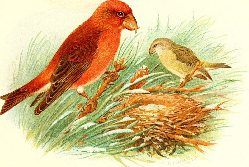 red crossbill, common crossbill (Loxia curvirostra); DISPLAY FULL IMAGE.