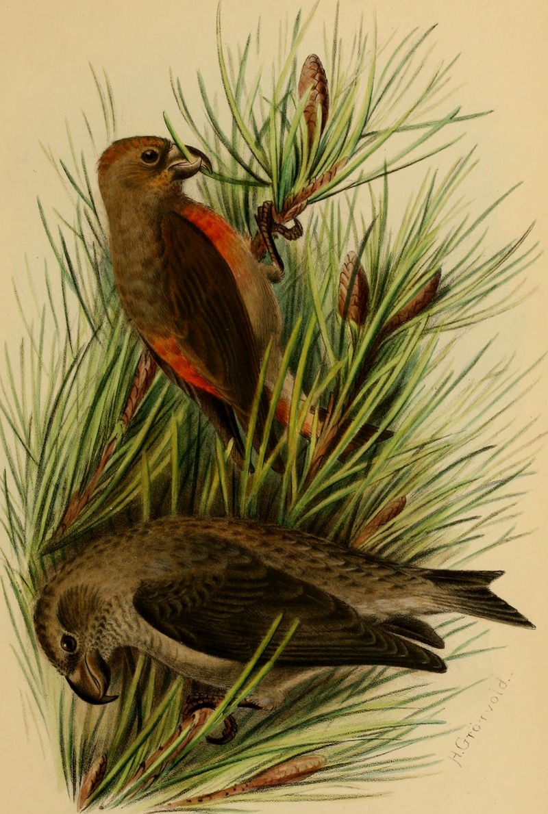 red crossbill, common crossbill (Loxia curvirostra); DISPLAY FULL IMAGE.