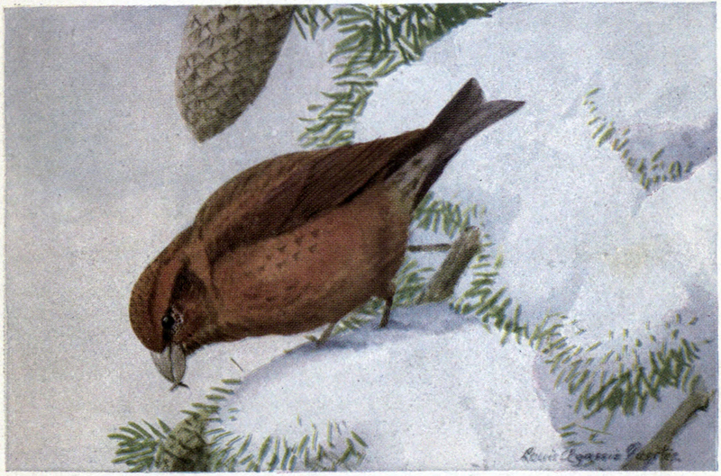 red crossbill, common crossbill (Loxia curvirostra); DISPLAY FULL IMAGE.