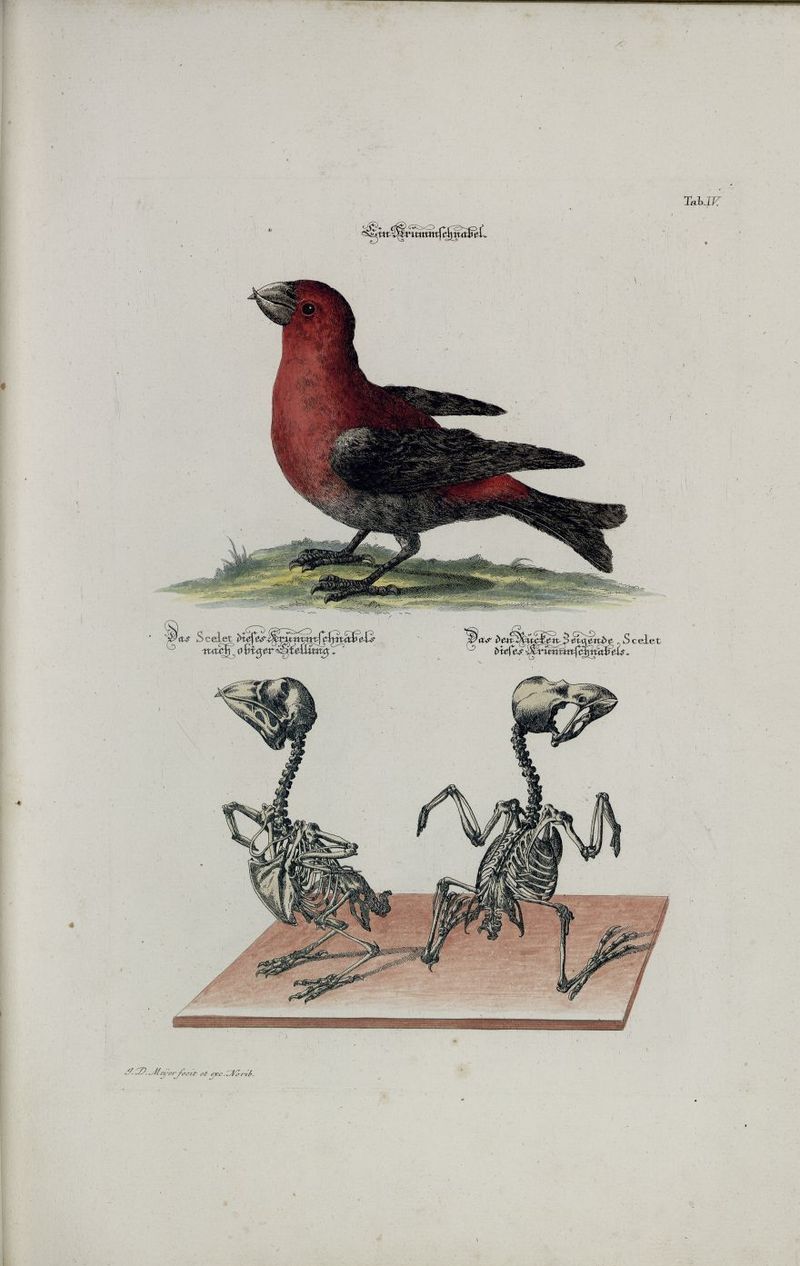 red crossbill, common crossbill (Loxia curvirostra); DISPLAY FULL IMAGE.