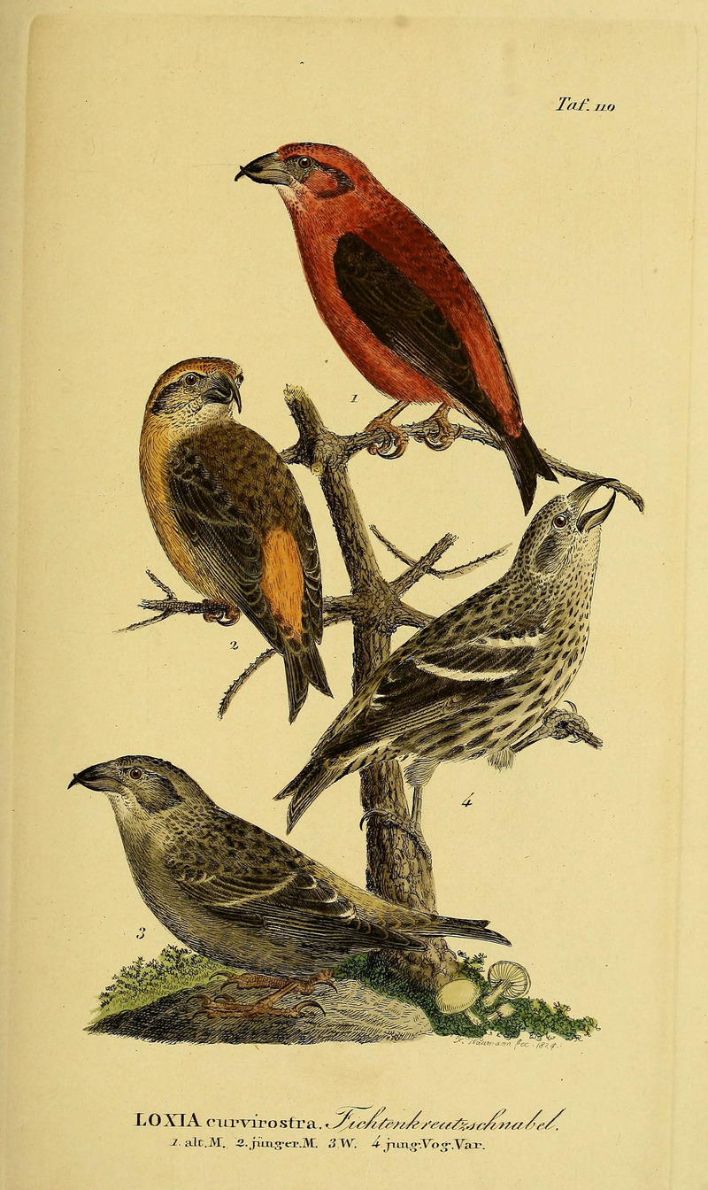 red crossbill, common crossbill (Loxia curvirostra); DISPLAY FULL IMAGE.