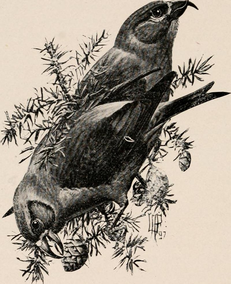 red crossbill, common crossbill (Loxia curvirostra); DISPLAY FULL IMAGE.