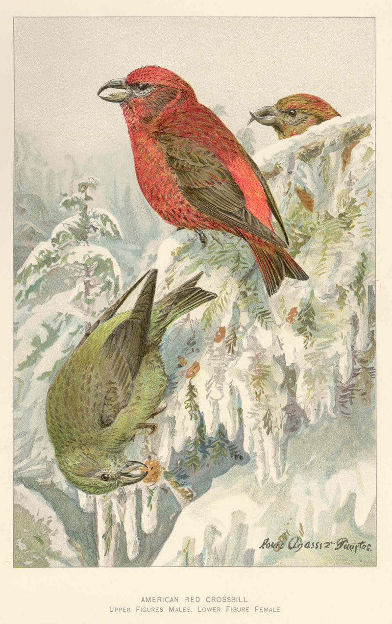 red crossbill, common crossbill (Loxia curvirostra); DISPLAY FULL IMAGE.